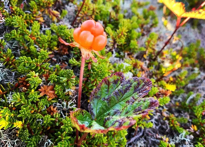 Hébergement de vacances 7 Person In Bostad-by Traum Alstad (Nordland)