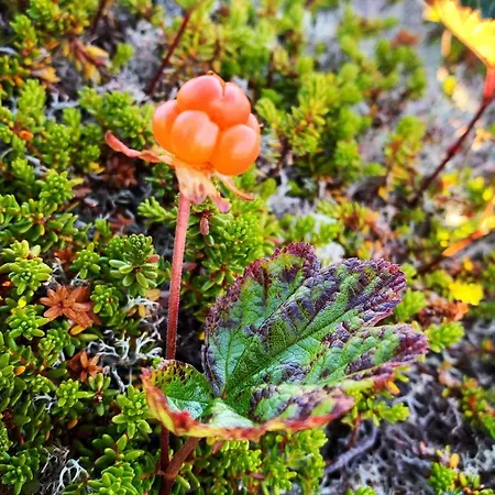 Dom wakacyjny 7 Person In Bostad-by Traum Alstad (Nordland)